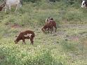 602 Malagasy sheep